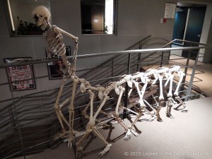 Human Caterpillar Skeleton